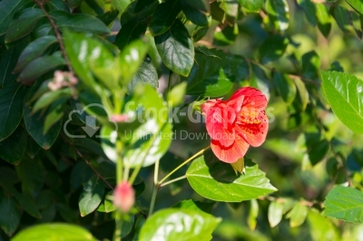 Sideways view of red hibiscus flower