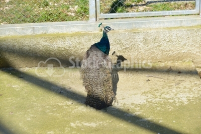 Single peacock in Chinese park