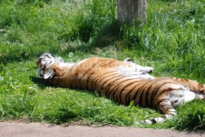 Sleeping tiger - Stock Image