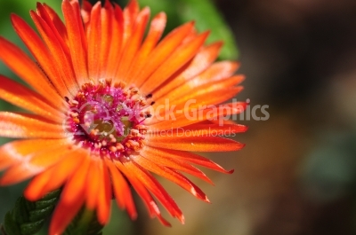 Small Orange Flower