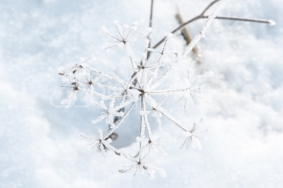 Snowy plants. Abstract winter background