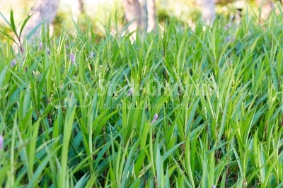 Textured green grass