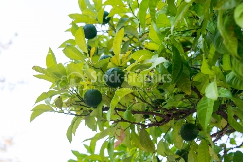 Tree Lime