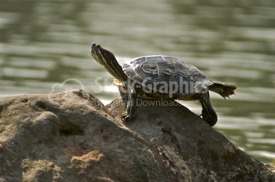 Turtle - Stock Image
