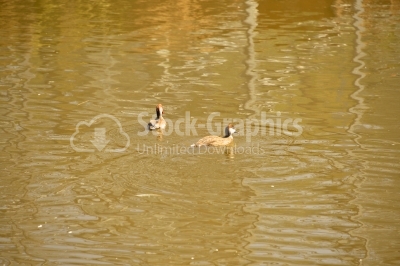 Two ducks on the water