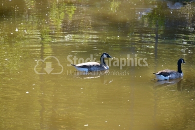 Two ducks on water