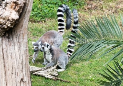 Two lemurs sitting 
