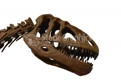 Tyrannosaurus Rex skeleton on white isolated background