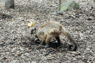 Unusual monkey