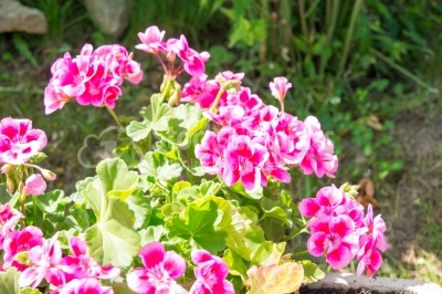 Vibrant pink coloured flowers in the garden