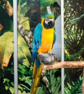 Vibrant-coloured macaw parrot