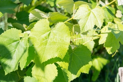 Vine leaf in summer light