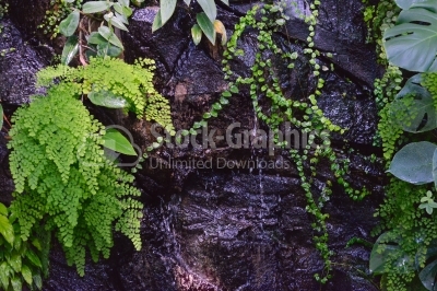 Waterfall with fern on wall