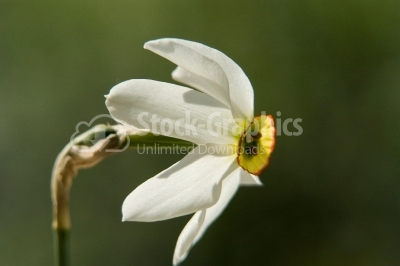White daffodil 