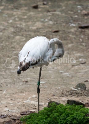 White Flamingo