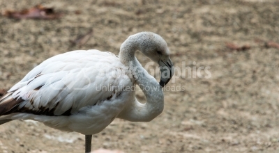 White flamingo side vide