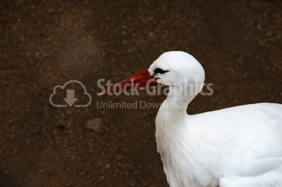 White stork - waterfowl