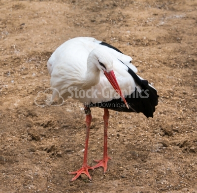 White stork looking at the camera