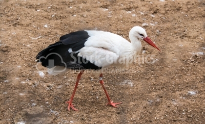 White stork walking