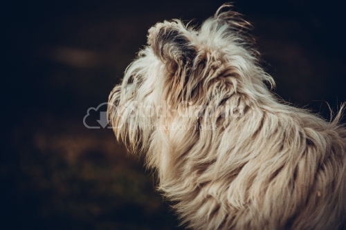 White Terrier Looking on another side