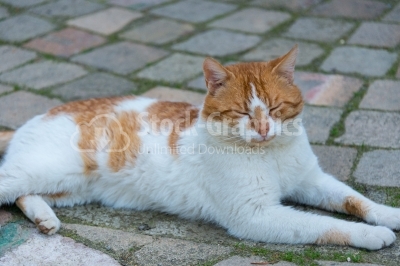 White-orange-coloured cat relaxing