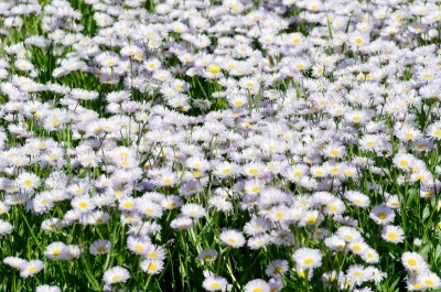 Wild flowers in the field