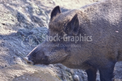 Wilde pig close to camera in muddy woodland.