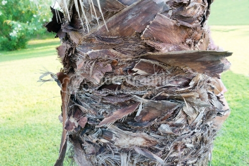 Wooden tree trunk