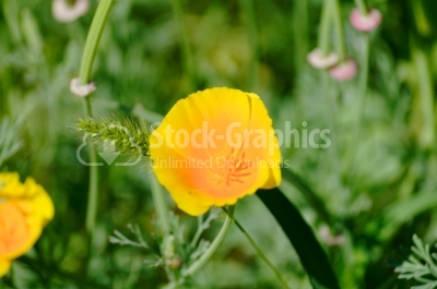 Yellow flower - Stock Image