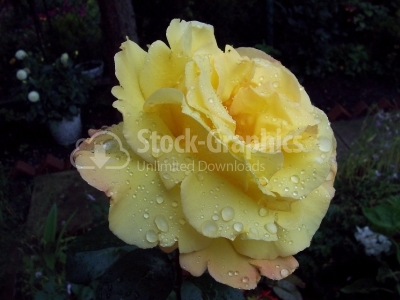 Yellow Rose - Stock Image