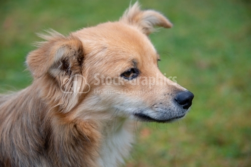 Young dog portrait