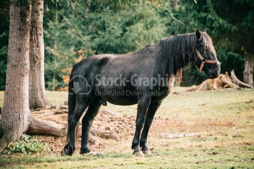 Young horse grazing on sunny glade in summer green forest