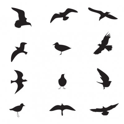 Bird silhouette - Illustration