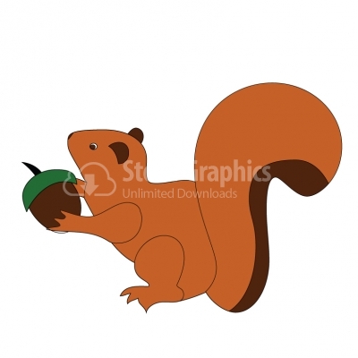 Squirrel - Illustration